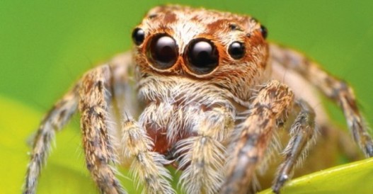 "Preciosa" cara de una araña saltarina